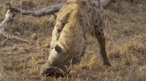 Hyena Chewing on Bone - Slow Motion Stock Footage 55658894