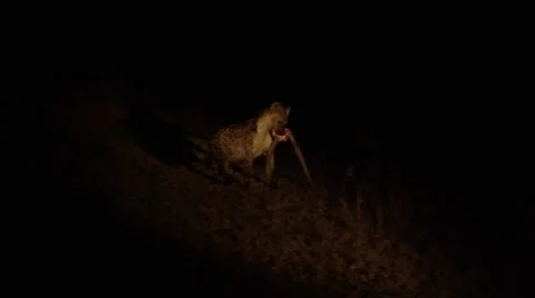 Hyena Chewing on Dead Impala Head Stock Footage 55649882