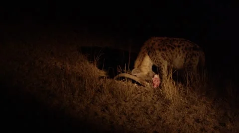 Hyena Chewing on Dead Impala Head  Stock Footage 55650949