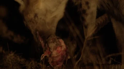 Hyena Chewing on Dead Impala Head Stock Footage 55651642