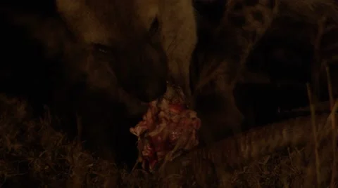 Hyena Chewing on Dead Impala Head  Video stock 55652175