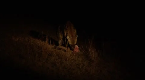 Hyena Chewing on Dead Impala Head Stock Footage 55659418