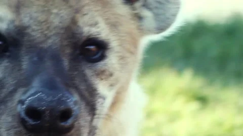 Hyena, close up shot of head 库存影片 49194494