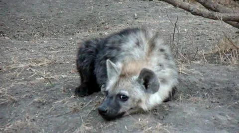 Hyena cub 動画素材 10605574