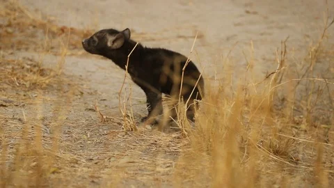 Hyena cub 스톡 동영상 119271302