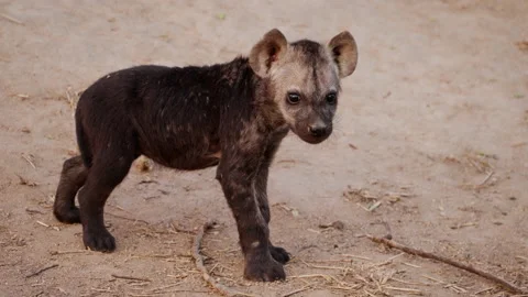 Hyena Cub Looking At The Camera Stock Footage 234138531
