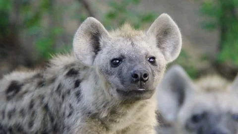 Hyena cubs close up pan from one to the other Stock Footage 237443095