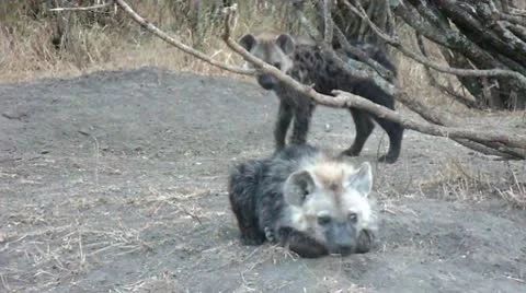 Hyena cubs 動画素材 10605453