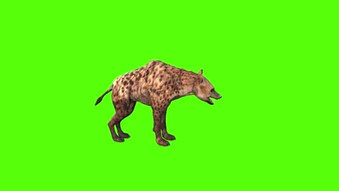 Hyena Death Green Screen Animation and 3... | Stock Video | Pond5