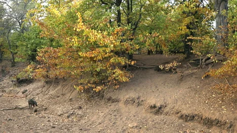 Hyena den Stock Footage 211867811