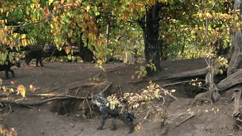 Hyena den Stock Footage 211868098