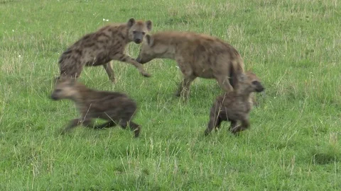 HYENA DISTURBED WHILE NURSING Video stock 88102284
