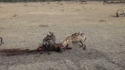 Hyena Drag Wilderbeest Video stock 71017853