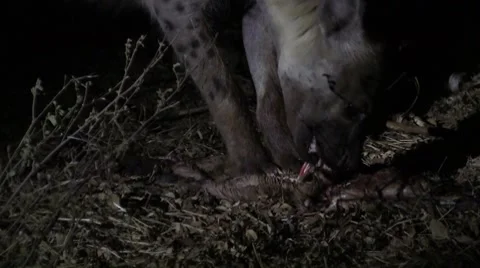 Hyena eating in the night Stock Footage 8568897