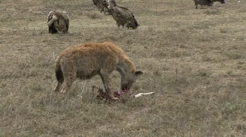 HYENA EATS KILL 動画素材 17878268