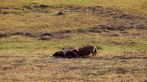 Hyena eats a wildebeest carcass. Wildlife of Kenya. Warm colors Stock Footage 196123372