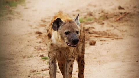 Hyena With Exposed Fangs Looking At The Camera Stock-Footage 234138916