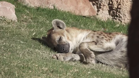 Hyena falling asleep moving legs in supe... | Stock Video | Pond5