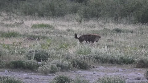 Hyena feeds with head in carcass; dashes to chase two jackals — Part 1 Stock Footage 319945499