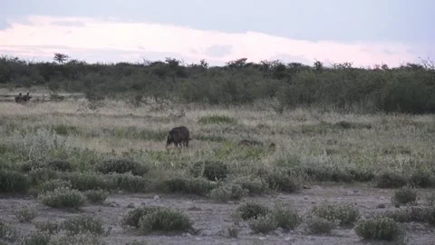 Hyena feeds; jackals orbit at close range — Part 5 Stock Footage 319945524