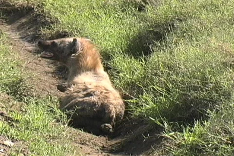 Hyena Stock Footage 97277