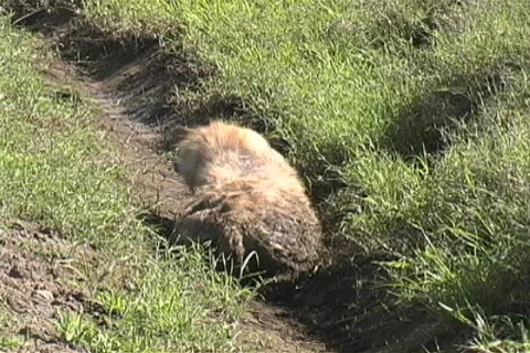 Hyena Stock-Footage 97284