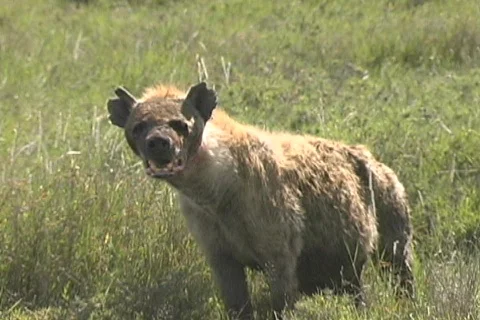 Hyena Stock Footage 125742