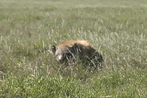 Hyena Stock Footage 125747