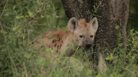 Hyena Stock Footage 29152857