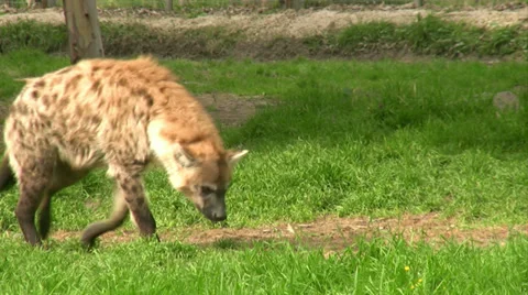Hyena 스톡 동영상 34612211