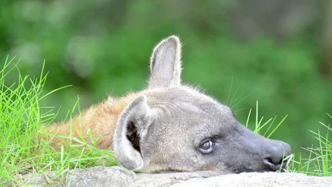 Hyena Video stock 91694397