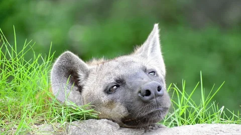 ็Hyena Video stock 91694523