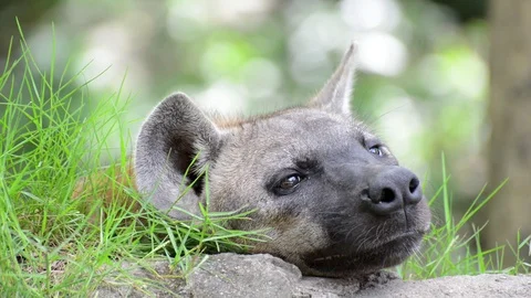 Hyena Video stock 91694563