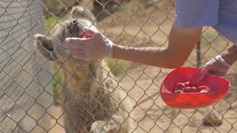 Hyena gets hand fed raw meat Stock Footage 310751701