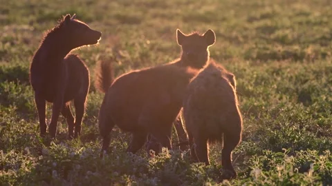 Hyena grazing in Kenya vast Grassland on a beautiful day Video stock 311641353