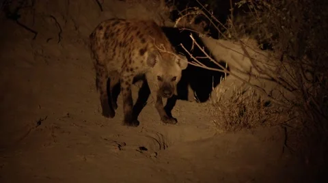 Hyena Guarding her Den Stock-Footage 55652289