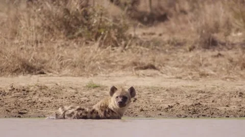 Hyena having a Bath and Cooling Down Video stock 55657795