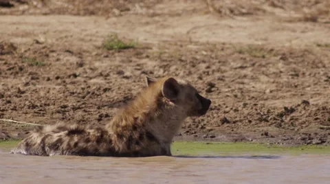 Hyena having a Bath and Cooling Down Stock Footage 55658818