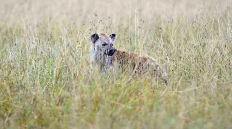 Hyena hiding in the grass Stock Footage 60376422
