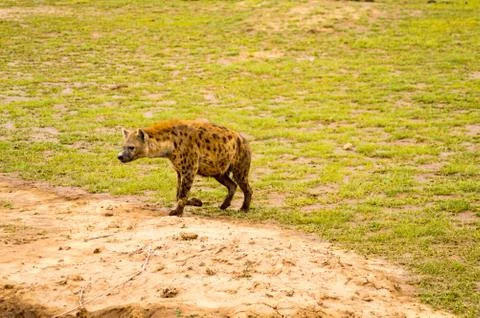 Hyena isolate in the savannah Stock Photos