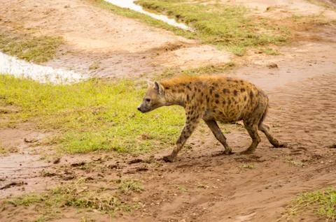 Hyena isolate in the savannah Stock-Fotos