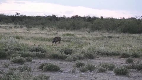 Hyena keeps eating, visibly alert to jackals — Part 6 Stock Footage 319945526