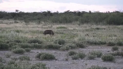 Hyena keeps feeding; quick dash to intimidate jackals — Part 3 Video stock 319945508