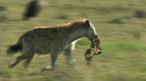 Hyena with a kill Video stock 604857
