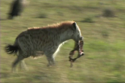 Hyena with a kill Stock Footage 617663