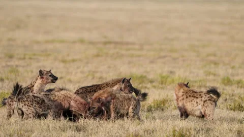 Hyena with kill very vocal Stock Footage 218982170
