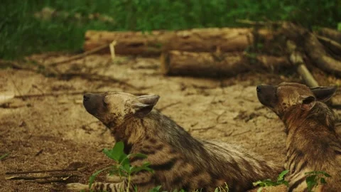Hyena Lay Down On The Ground In Ol Pejeta Conservancy, Kenya. Close-Up Shot Stock Footage 269121414