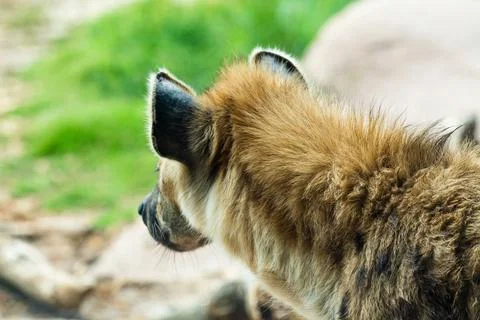 Hyena looking off. Close up view from the back of his head Stock Photos