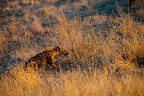 Hyena looking for dinner Stock Photos