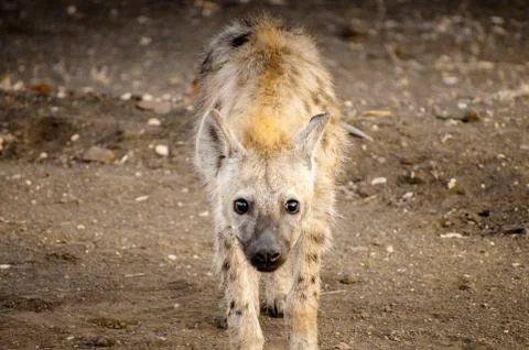 Hyena looking directly at the camera Stock Photos